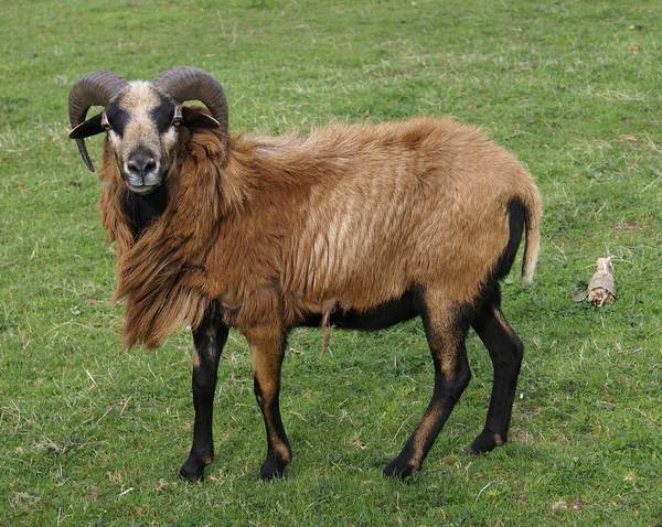 Камерунская порода овец фото (лат. Ovis aries)