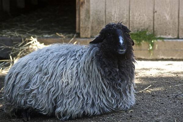 Каракульская порода овец фото