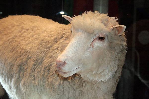 Клонированная овца Долли фото