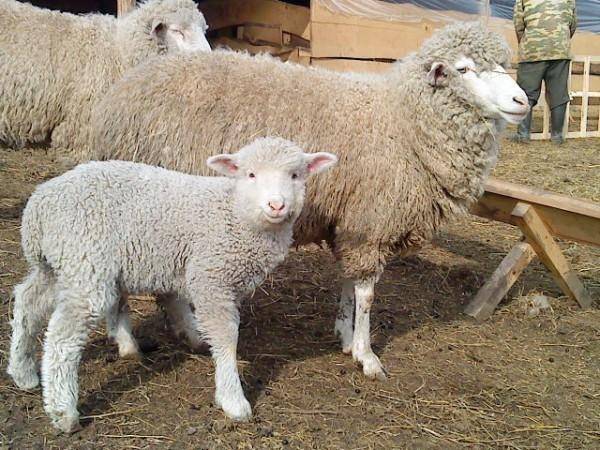 Куйбышевская порода овец фото