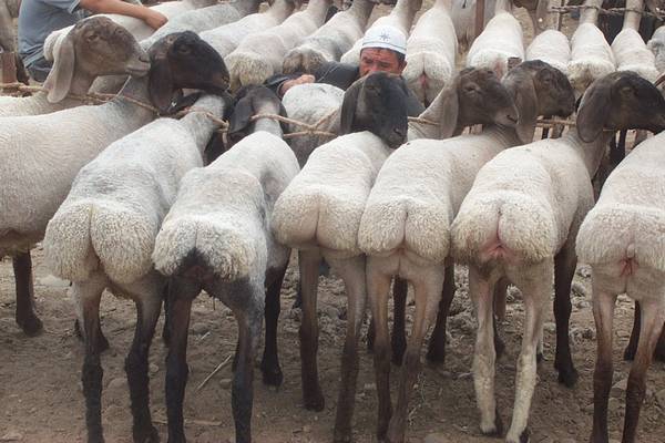 Курдючные овцы породы турки (афгани) фото