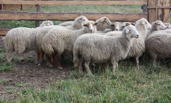 Кучугуровская порода овец фото