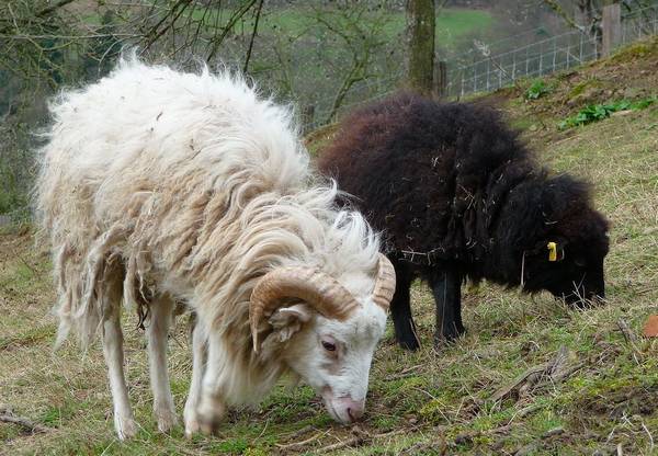 Овца породы Бретонский карлик (Уэссан) фото