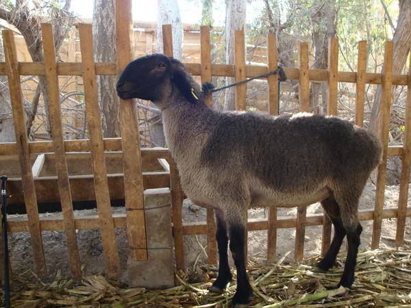 Овца породы Долан фото