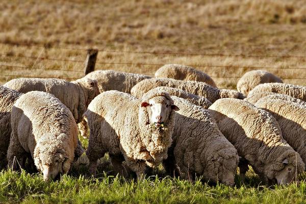 Овца породы меринос фото