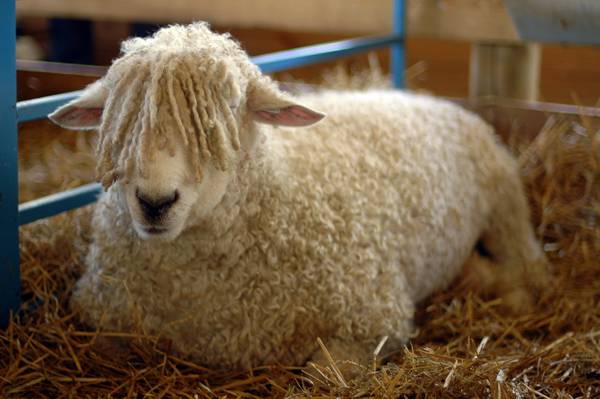 Овца с челкой фото (лат. Ovis aries)
