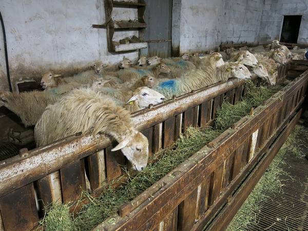 Овчарня (кошара) во Франции фото