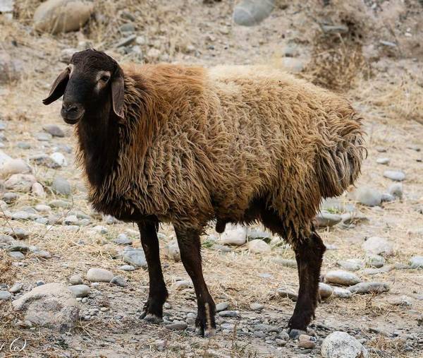 Порода овец Джойдори (Джайдара) фото