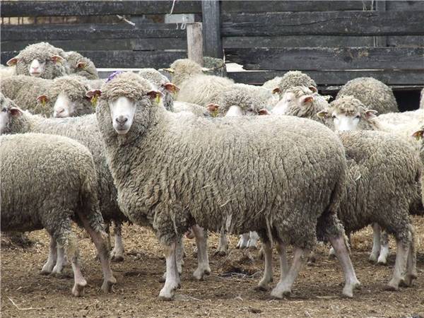 Порода овец Прекос фото