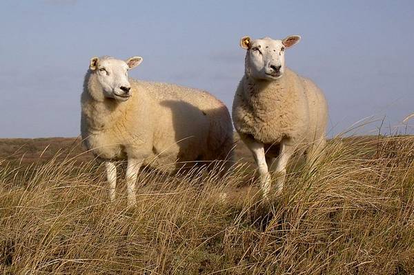 Порода овец Тексель фото