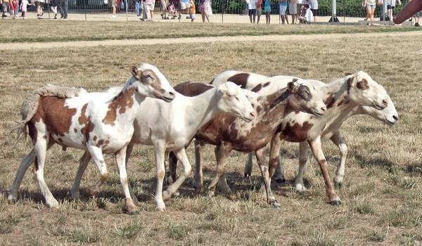 Пятнистые овцы породы Pelibuey фото