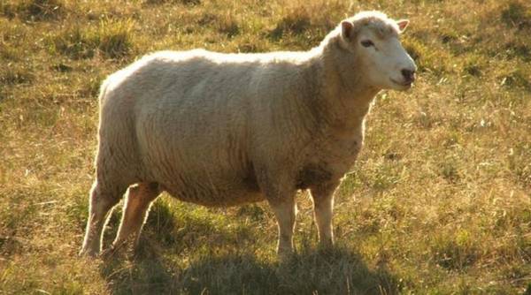 Сараджинская порода овец фото
