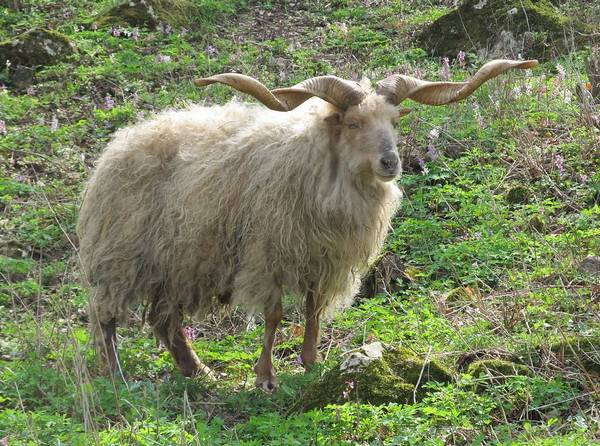 Спиралевидные рога у овцы породы Рацка фото
