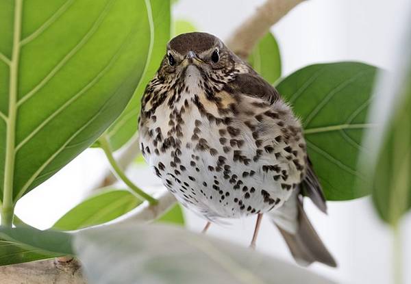 Брюшко певчего дрозда фото (лат. Turdus philomelos)