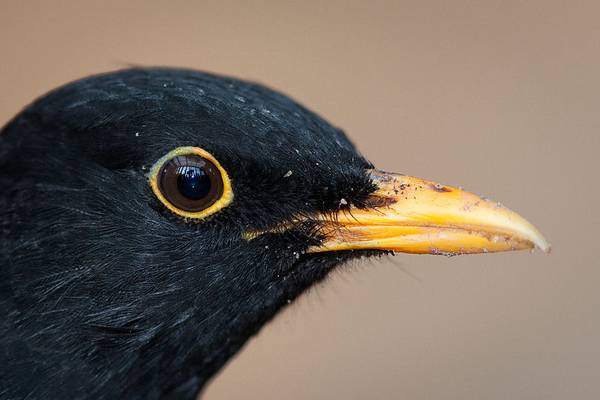 Голова черного дрозда фото (лат. Turdus merula)