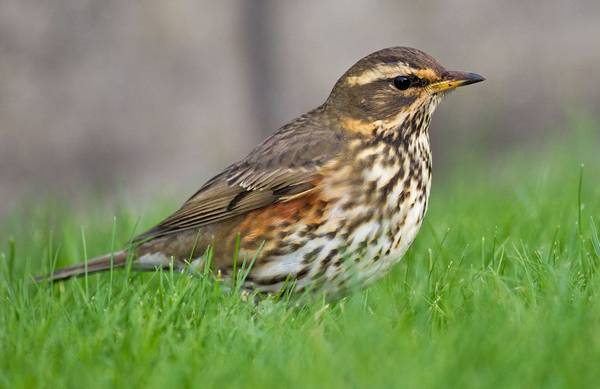 Дрозд белобровик фото (лат. Turdus iliacus)