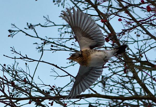 Дрозд-рябинник в полете фото (лат. Turdus pilaris)