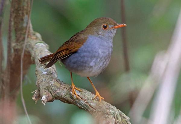 Желтоносый короткоклювый дрозд фото (лат. Catharus aurantiirostris)