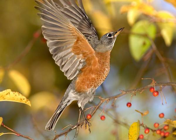 Крылья странствующего дрозда фото (лат. Turdus migratorius)