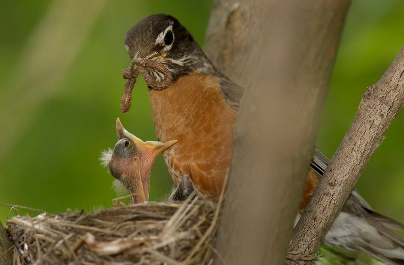 Странствующий дрозд кормит детеныша фото (лат. Turdus migratorius)