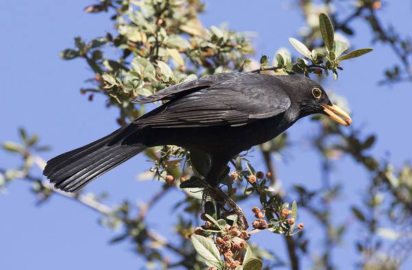 Черный дрозд самец фото (лат. Turdus merula)