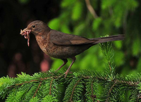 Черный дрозд самка фото (лат. Turdus merula)