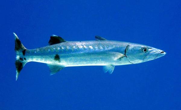 Большая барракуда (гигантская барракуда) фото (лат. Sphyraena barracuda)