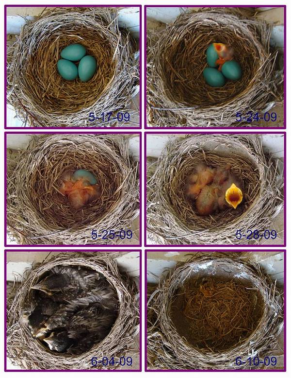Жизнь странствующего дрозда от момента яйца до вылета птенцов из гнезда фото (лат. Turdus migratorius)