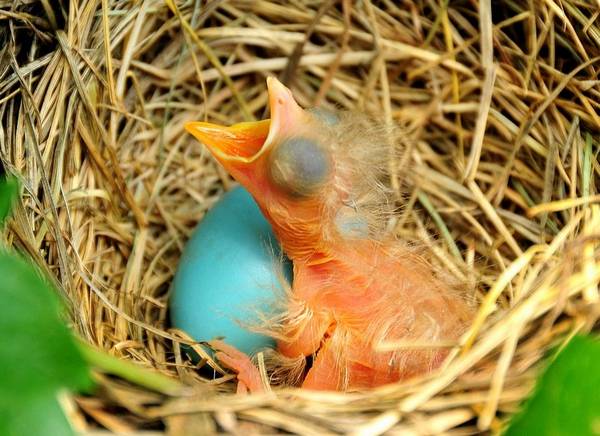 Новорожденный странствующий дрозд фото (лат. Turdus migratorius)