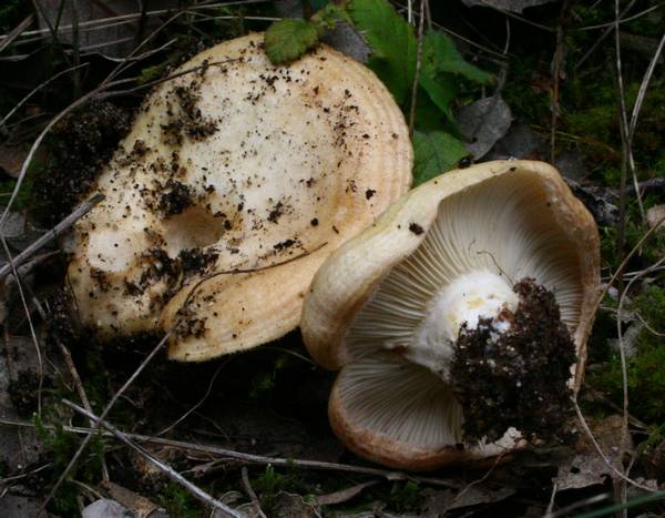 Дубовый груздь фото (лат. Lactarius insulsus)
