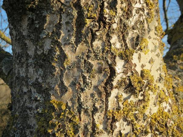 Кора осины фото (лат. Populus tremula)