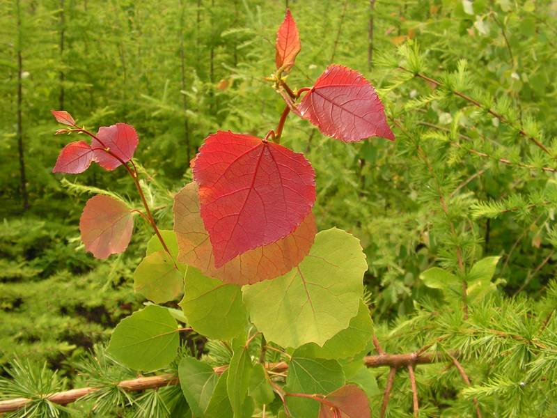 Осина Давида фото (лат. Populus tremula var. davidiana, син. Populus davidiana)