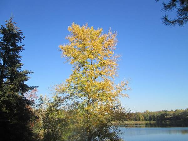 Осина с пожелтевшими листьями фото (лат. Populus tremula)