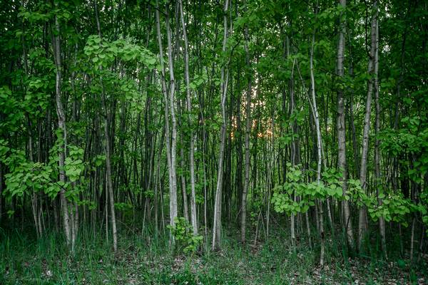 Осинник фото (лат. Populus tremula)