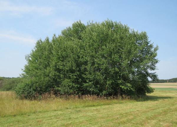 Осины фото (лат. Populus tremula)