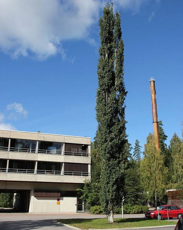 Пирамидальная форма осины фото (лат. Populus tremula Erecta)