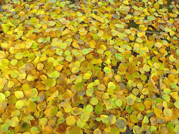 Пожелтевшие листья осины на земле фото (лат. Populus tremula)