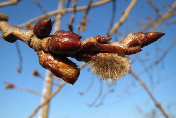 Почки осины фото (лат. Populus tremula)