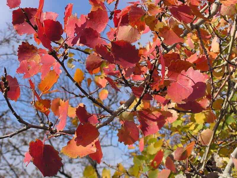 Красные и желтые листья осины фото (лат. Populus tremula)