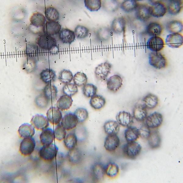 Споры млечника ароматного под микроскопом фото (лат. Lactarius glyciosmus)