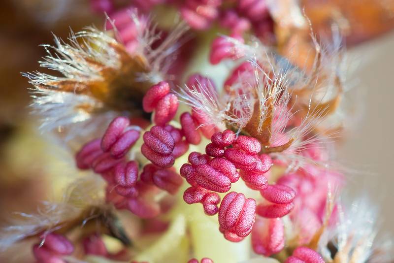Часть мужского соцветия осины (пыльники и прицветные листья) (лат. Populus tremula)