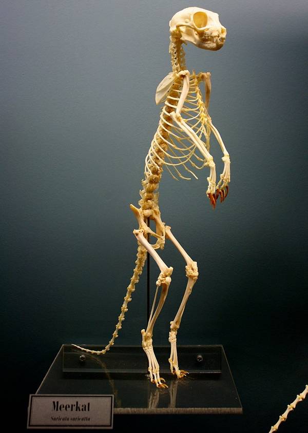Скелет суриката фото (лат. Suricata suricatta)