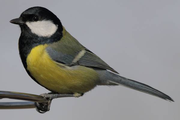 Большая синица (большак) фото (лат. Parus major)