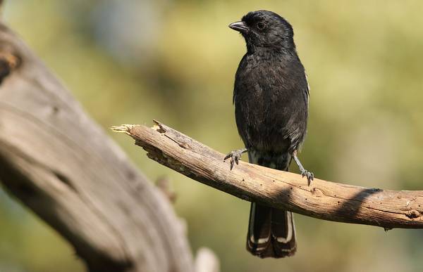 Графитовая синица фото (лат. Melaniparus niger)
