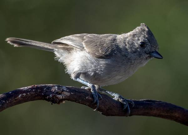 Как выглядит пепельная синица фото (лат. Baeolophus inornatus)