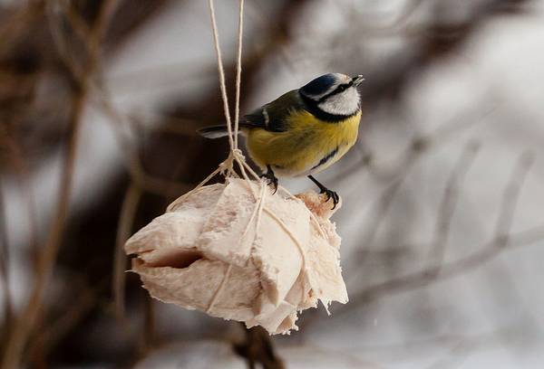 Обыкновенная лазоревка ест сало фото (лат. Cyanistes caeruleus)