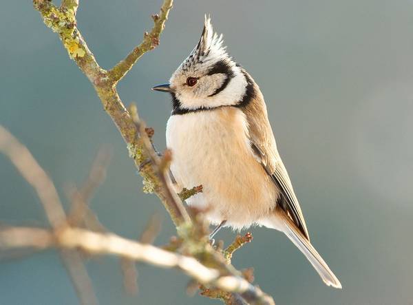 Хохлатая синица (гренадёр, гренадёрка) фото (лат. Lophophanes cristatus)