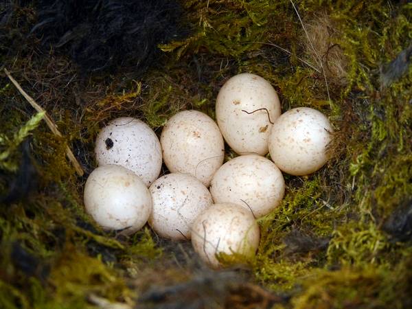 Яйца обыкновенной лазоревки фото (лат. Cyanistes caeruleus)