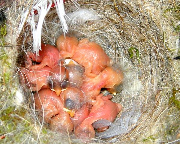 Новорожденные птенцы обыкновенной лазоревки фото (лат. Cyanistes caeruleus)