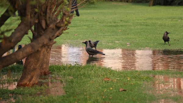 Блестящие вороны в парке фото (лат. Corvus splendens)